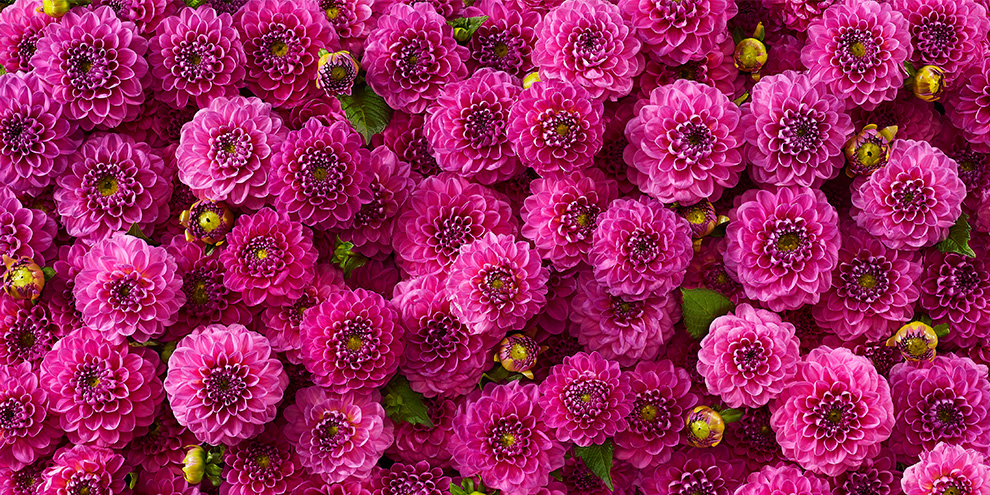 RHS Chelsea Flower Show - Dahlia Pink Flower
