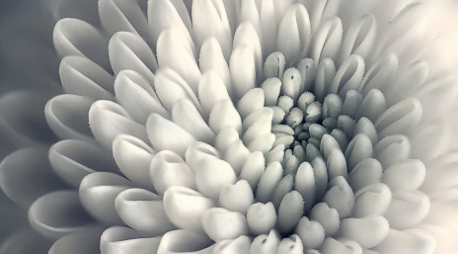 AG becomes first official Legal Partner of RHS Chelsea Flower Show